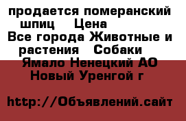 продается померанский шпиц  › Цена ­ 35 000 - Все города Животные и растения » Собаки   . Ямало-Ненецкий АО,Новый Уренгой г.